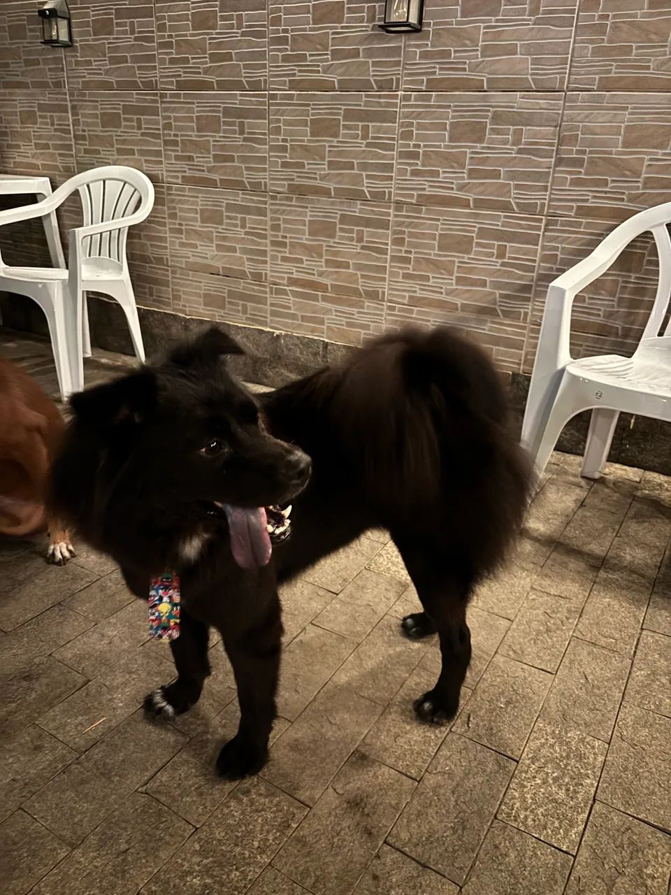 Adoção responsável  - Foto 4