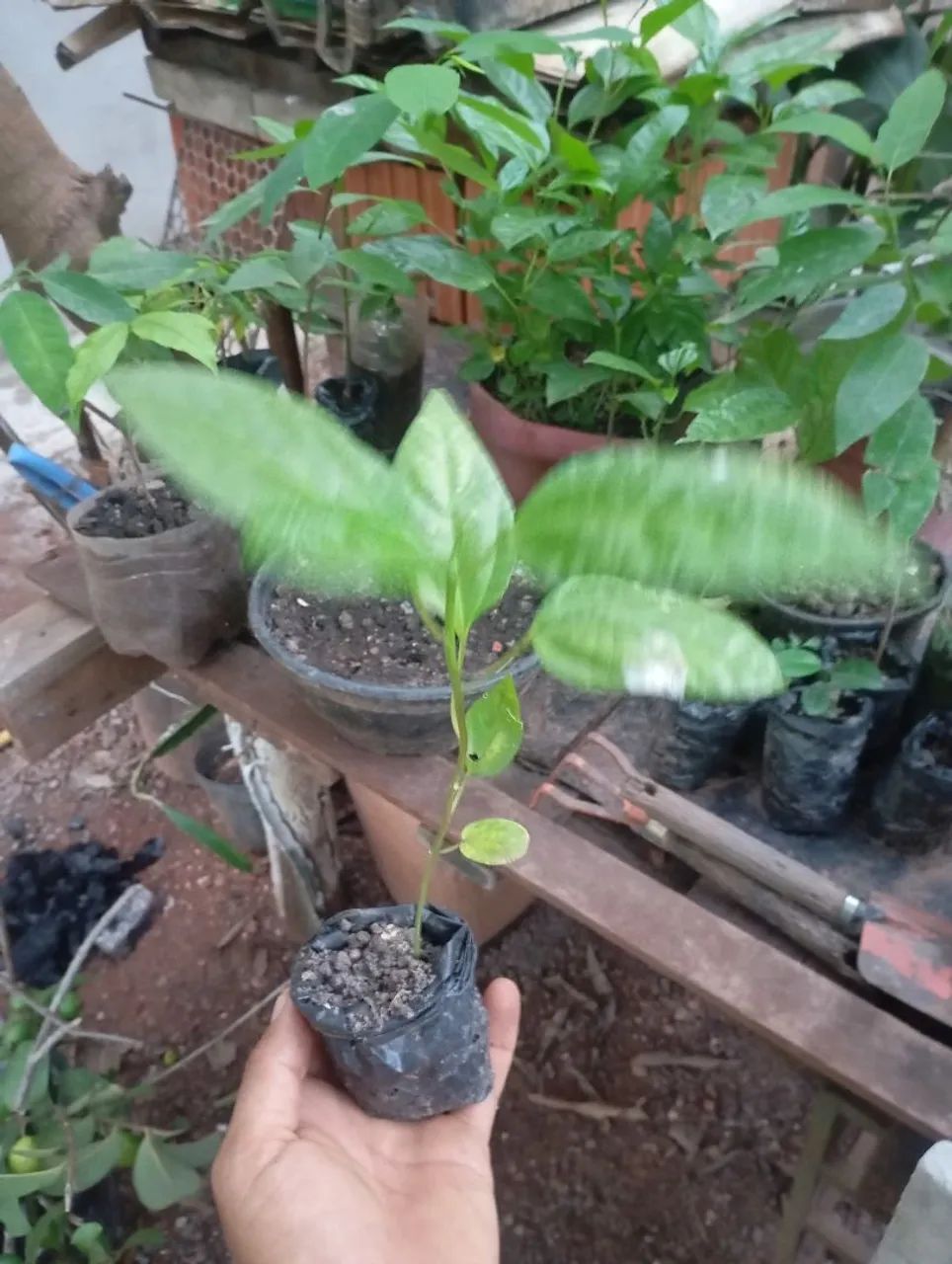 Mudas de plantas  - Foto 3