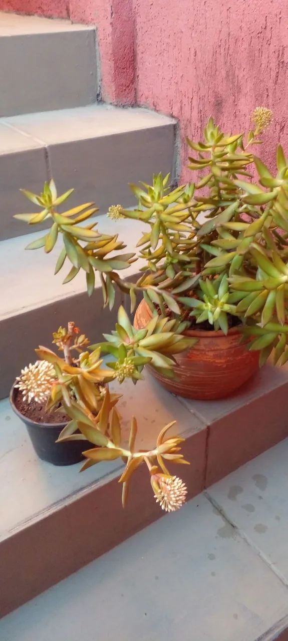 Suculentas bem formadas Ja com flores 