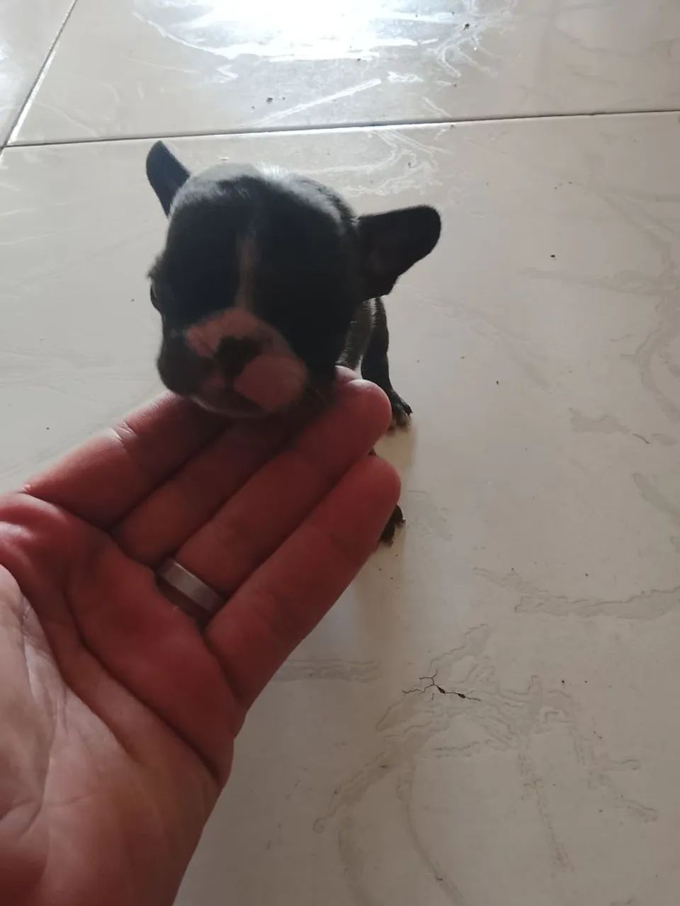 Bulldog francês macho micro  - Foto 2