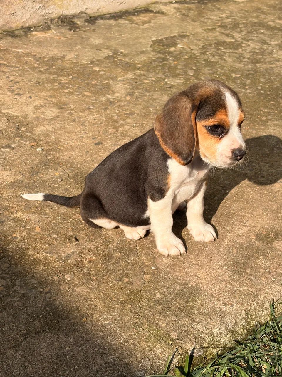 Filhote de Beagle  - Foto 4
