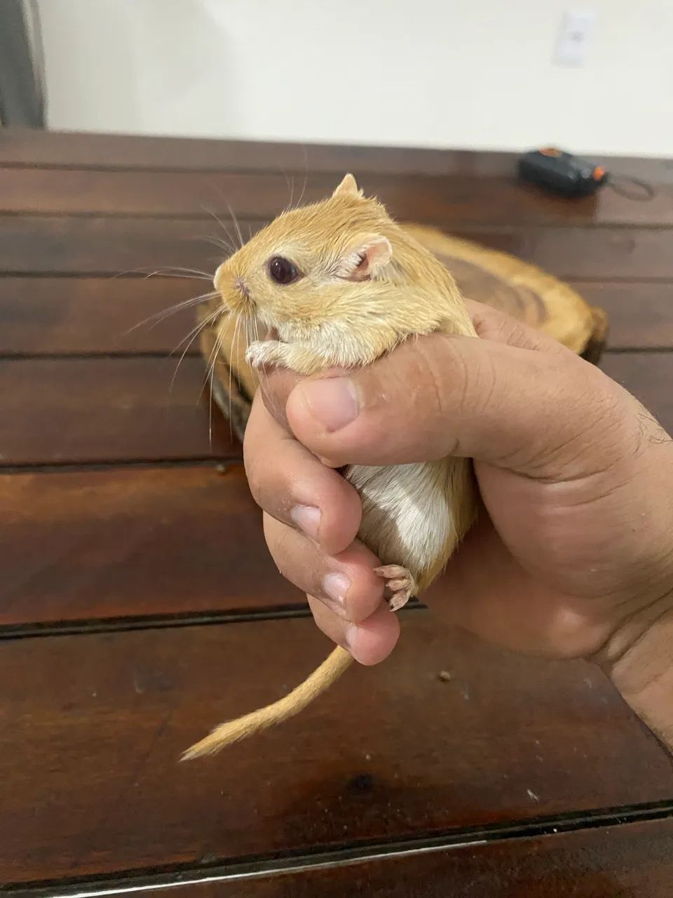 Esquilos da Mongólia(Gerbil) - Foto 3