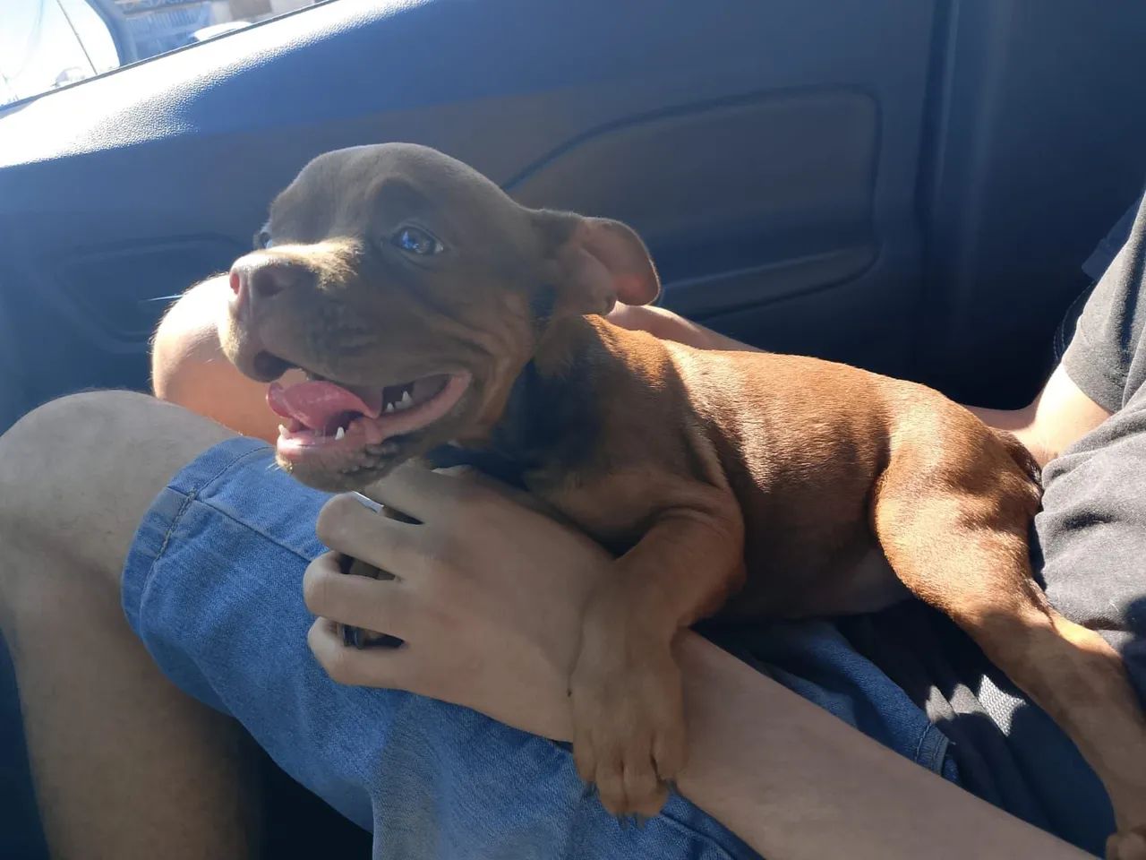 American bully micro - Foto 5