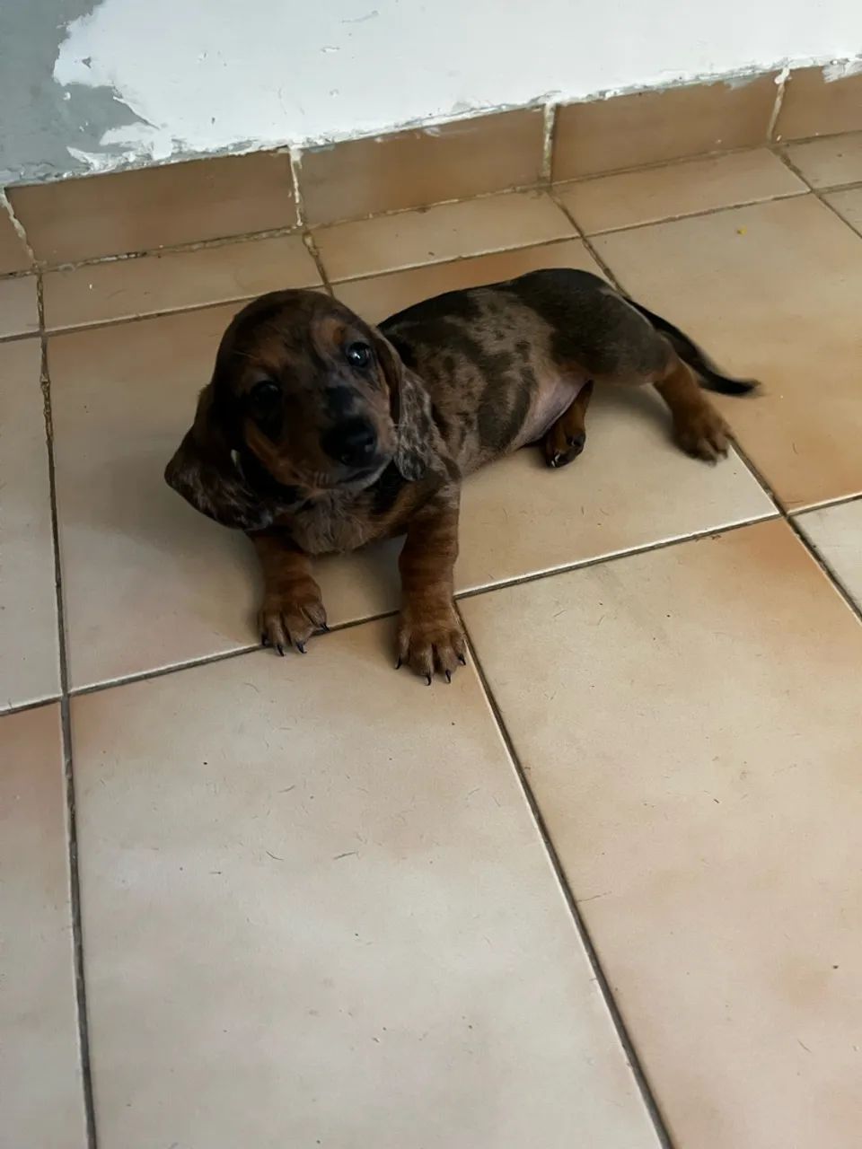 Cachorro 