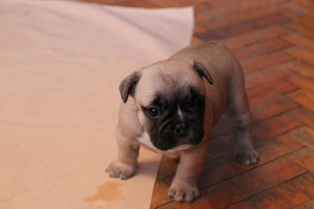 Filhotes de buldogue francês , canil ps - Foto 2