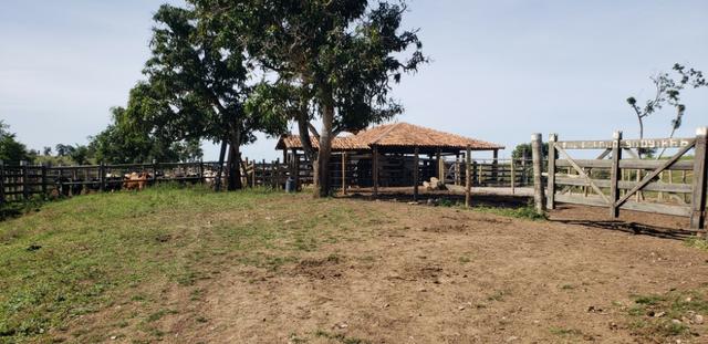 Fazenda a venda no extremo sul da bahia 170 ha - Foto 14