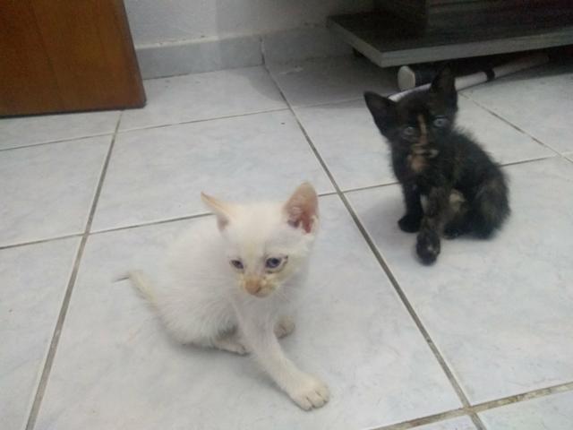 Gatos para doação (presido doar urgente) - Foto 2