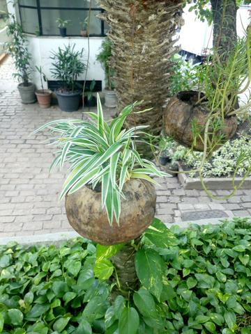 jardinagem - Foto 2
