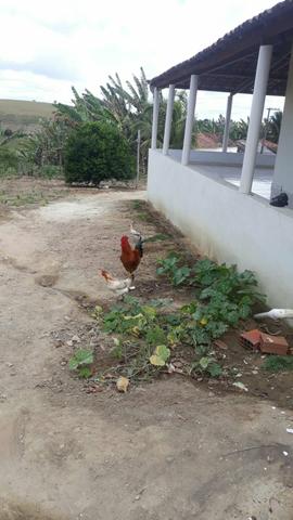 Chácara com linda casa dentro - Foto 3