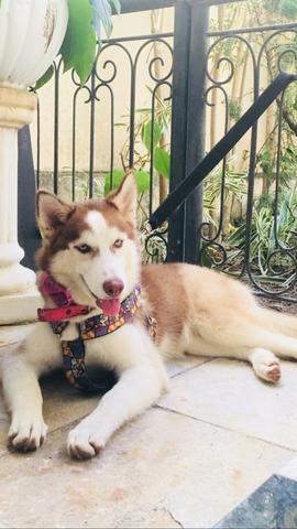 Vende-se linda husky siberiano