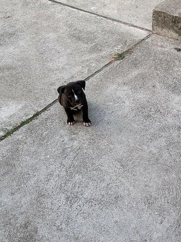 Cachorro-filhote - Foto 4