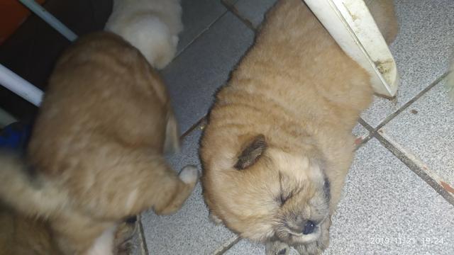 Lindos filhotes de chouchou disponível macho e fêmea - Foto 5