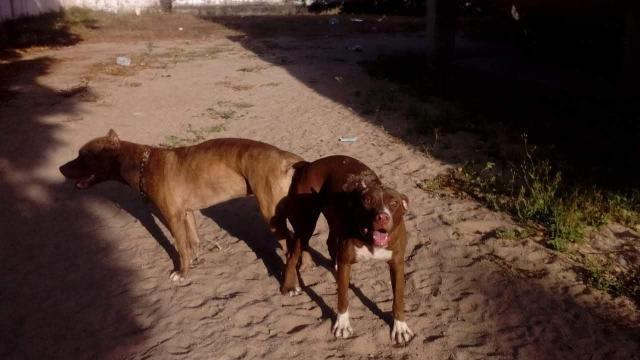 Filhotes pitbull - Foto 2