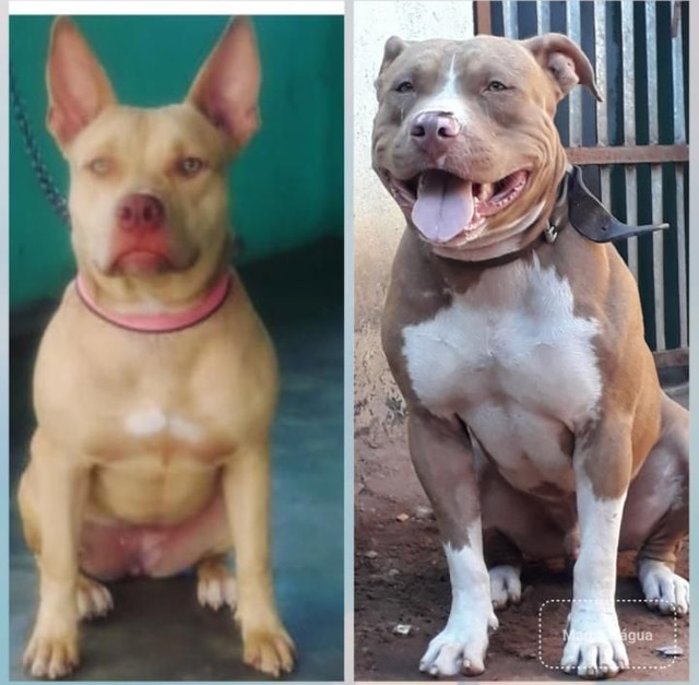 Filhotes Pitbull - Foto 4