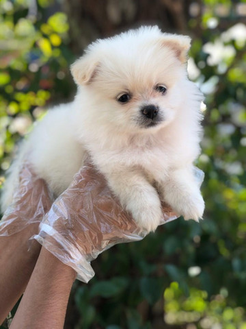Spitz Alemão - Com pedigree - Foto 2