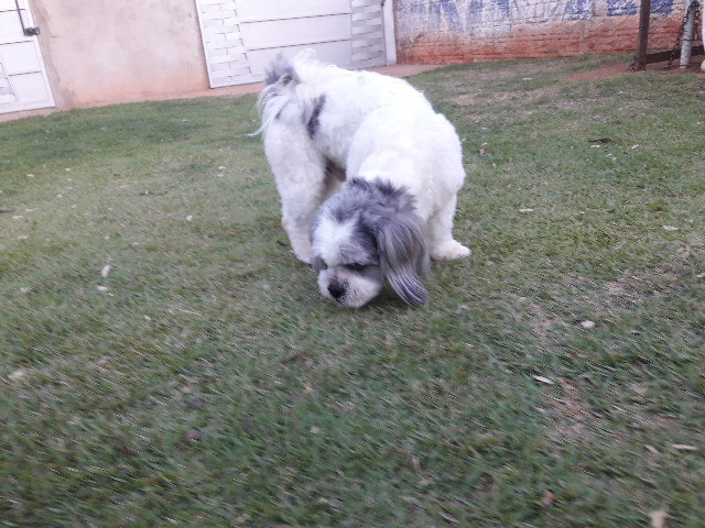 Padreador - Lhasa Apso - Foto 4