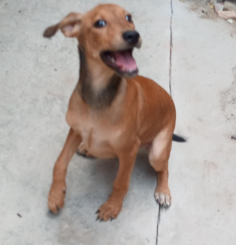Linda Filhotinha Fêmea para adoção responsável - Foto 2