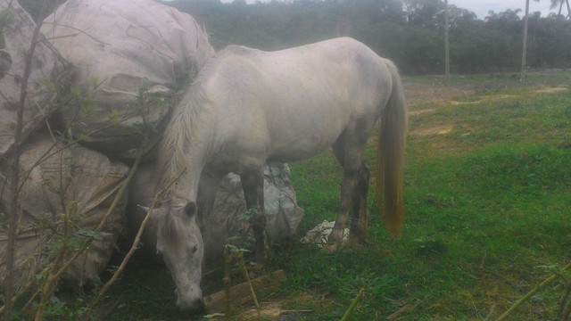 Vendo cavalo tordilho negro - Foto 5