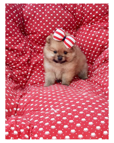 Spitz alemão Fêmeas COM PEDIGREE SUPER PEQUENINAS - Foto 2