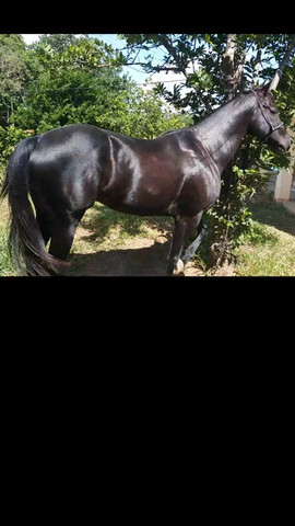 Cubra sua égua com filho do roxao - Foto 2