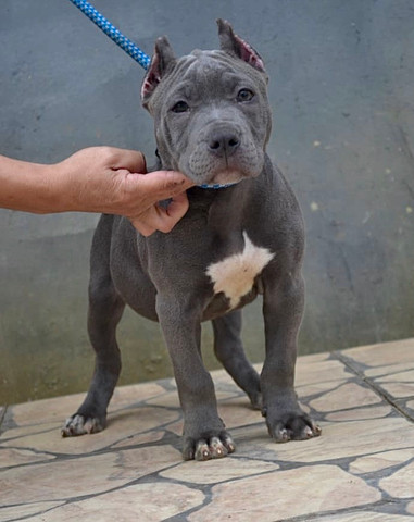Fêmea Blue Pit Monster