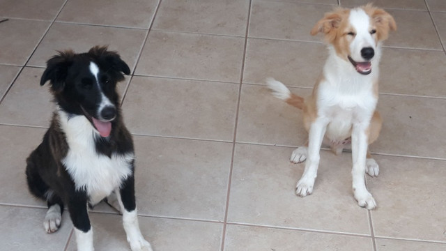 Boder Collie - Foto 2