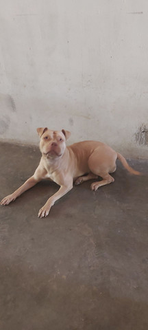 Pitbull Moster pedigree IBC - Foto 6