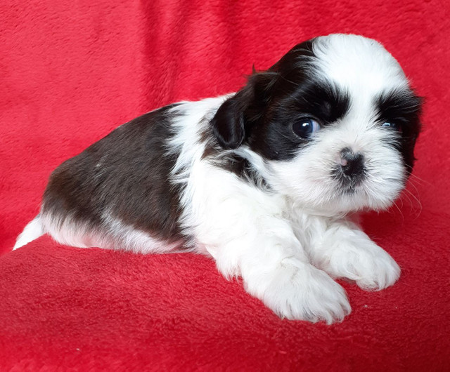 Linda filhote de Shih tzu micro. - Foto 2