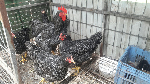 Ovos só essa semana promoção - Foto 2