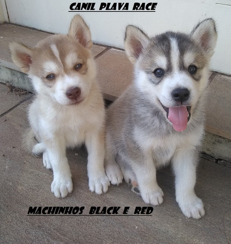 Husky Siberiano : Machos linhagem de campeoes olhos azuis C/Pedigree - Foto 3