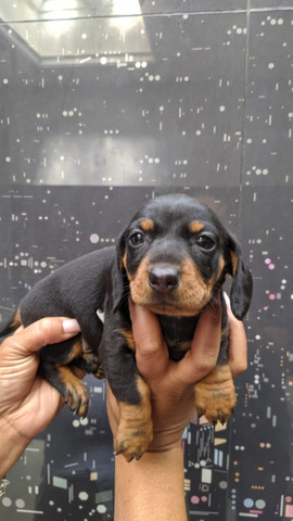 Teckel , lindos filhotes! com pedigree - Macho e Fêmea