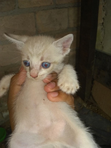 Gatos siamês - Foto 4