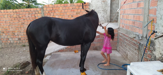 Vendo égua 7 anos - Foto 2