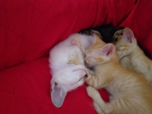 Doação de gatinhos - Foto 4