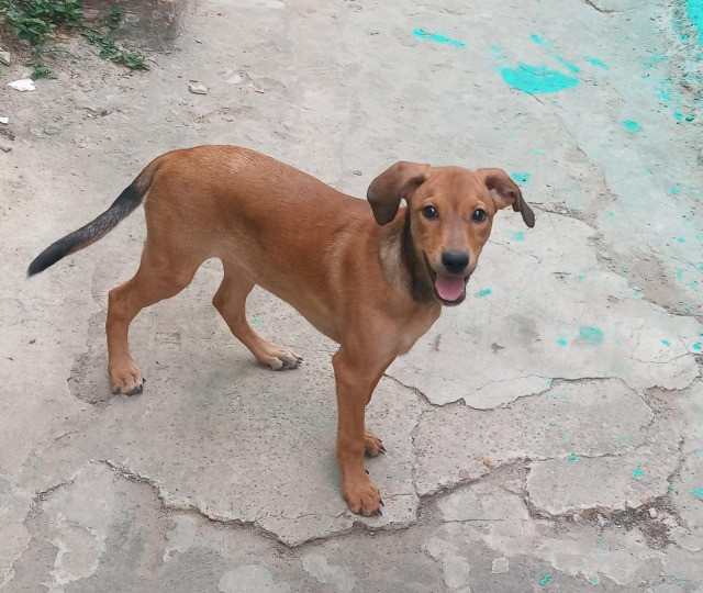 Linda Filhotinha Fêmea para adoção responsável - Foto 4