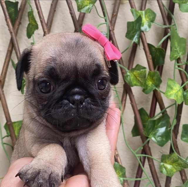 Filhote de Pug - Foto 2