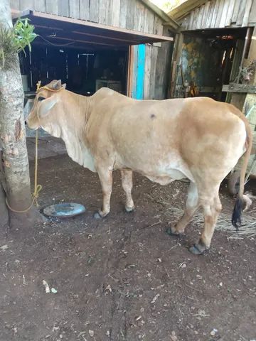 Vaca 3 anos d idade - Foto 3