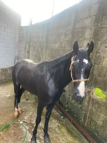 Cavalos de Salto  São Bernardo do Campo SP