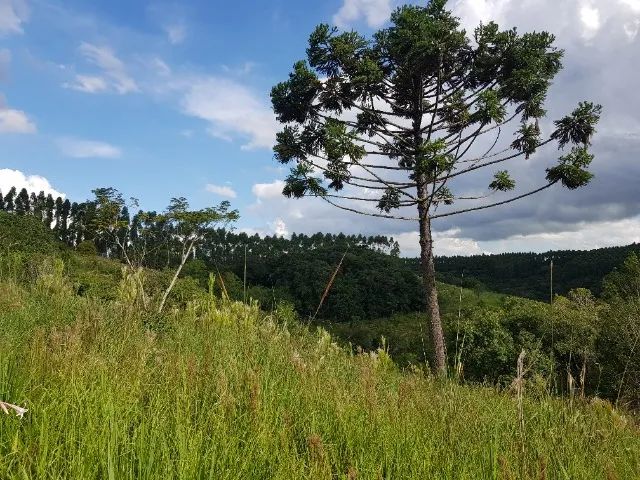 foto - Maringá - Galeão