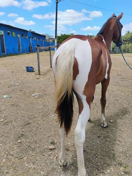 Potra pampa Manga-larga com 1 ano