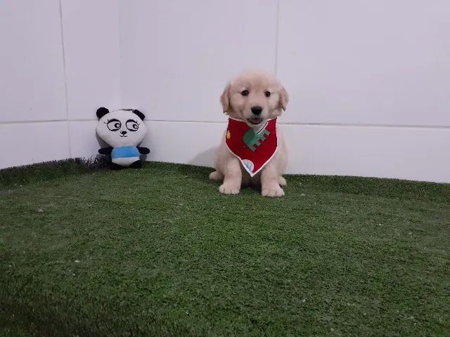 Golden Retriever =] - Foto 4