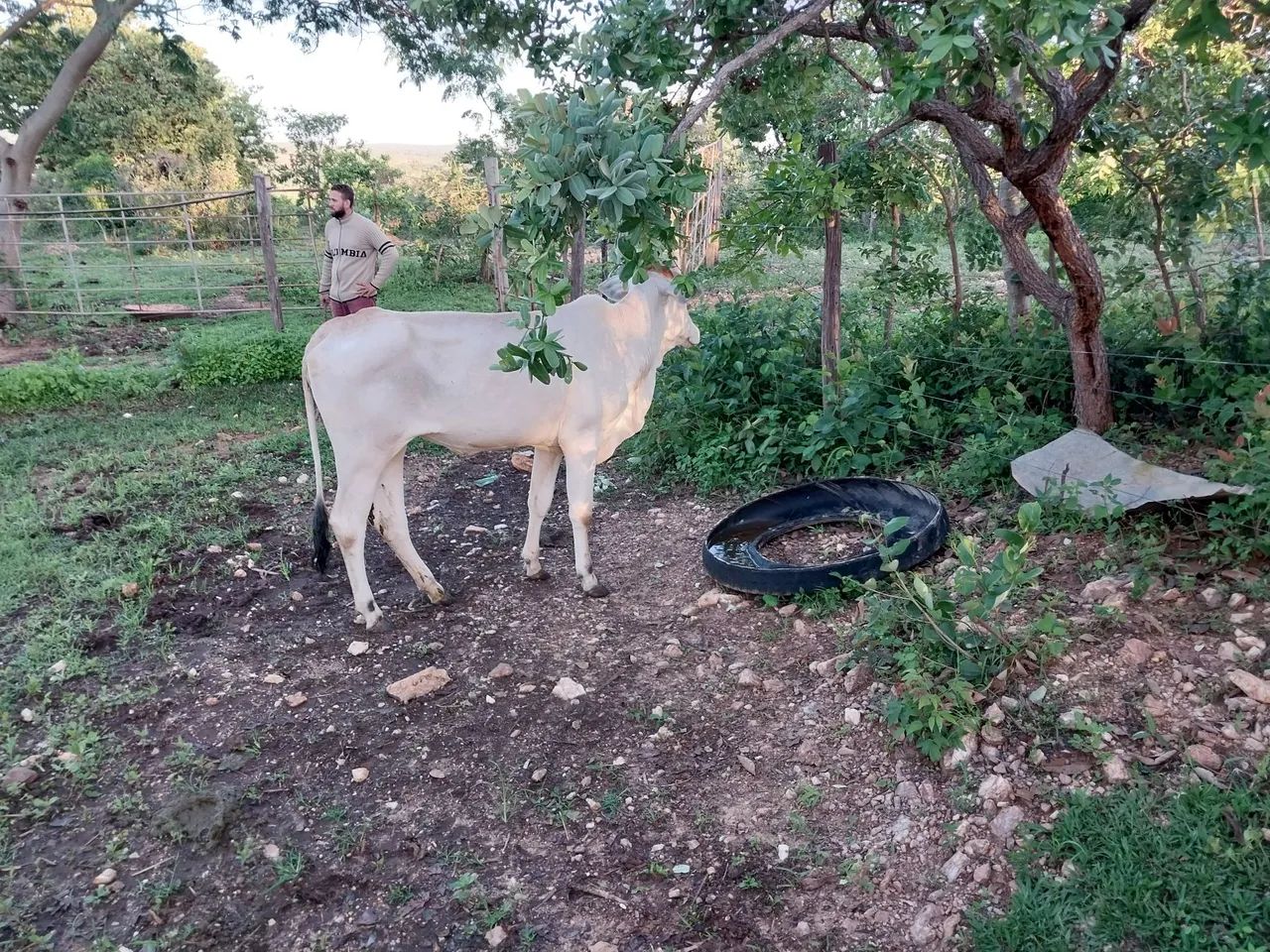 Novilhas / vacas/ cavalo - Foto 3