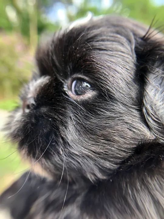 Filhote Shih Tzu - macho - Foto 4