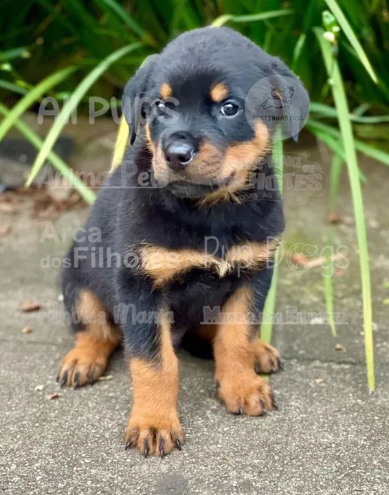 Rottweiler Cabeça de Touro a pronta retirada, ainda hoje 119-727.277-78 - Foto 4