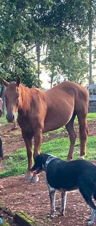 Cavalo Quarto de Milha para venda - Foto 4