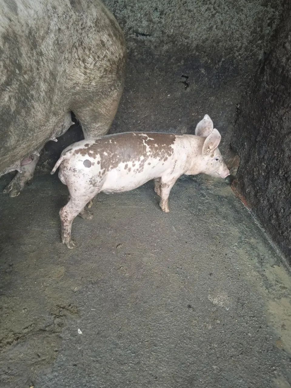 Porco - Foto 2