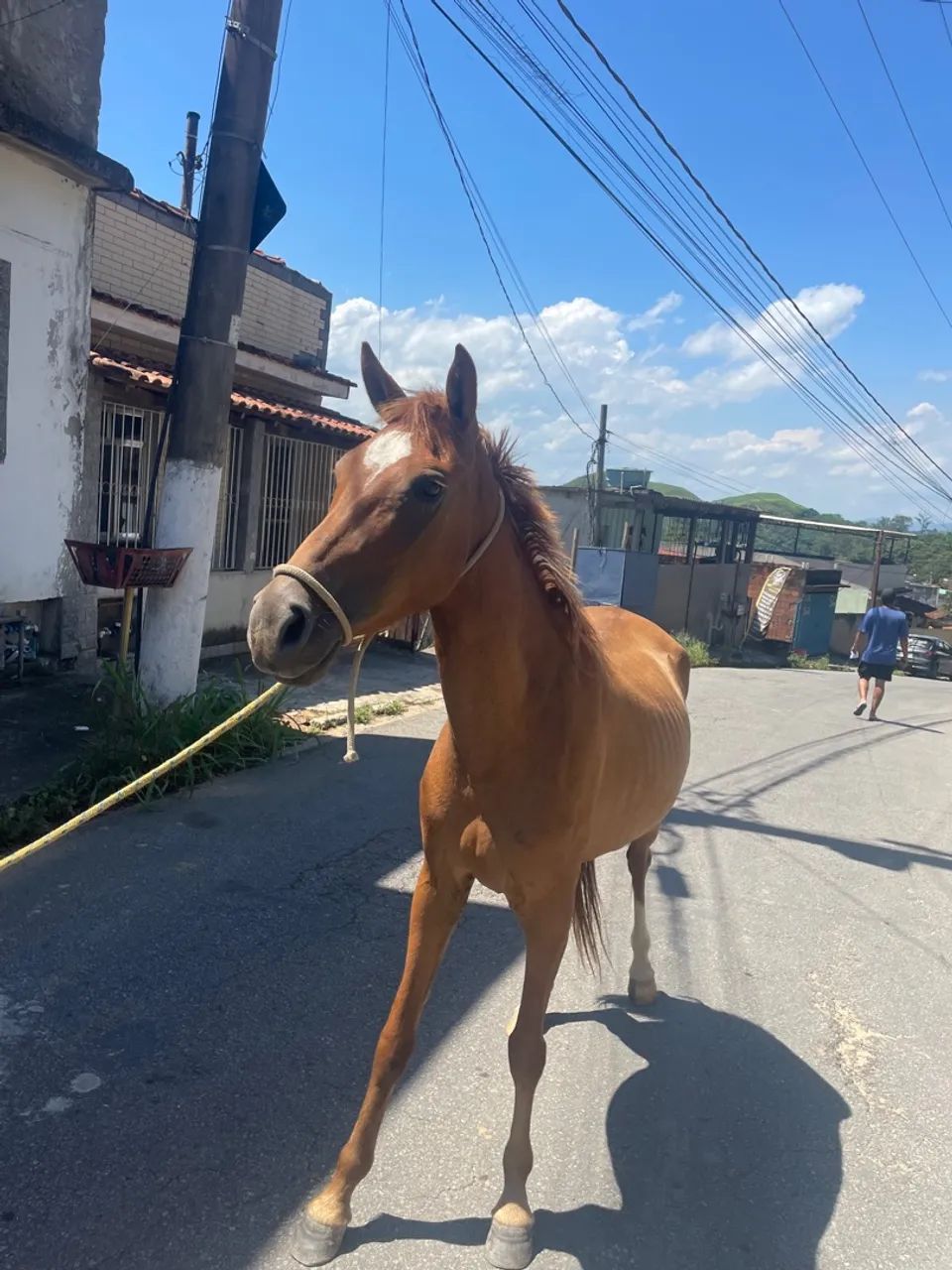 Égua marcha batida  - Foto 2