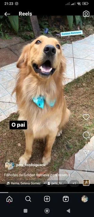 Filhote Golden Retriever para adoção - Foto 3