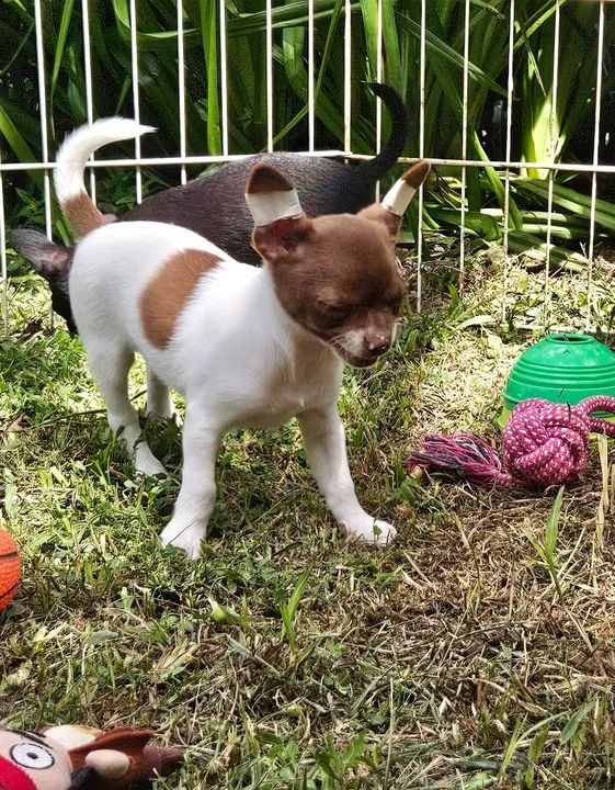 Chihuahua filhote - Foto 4