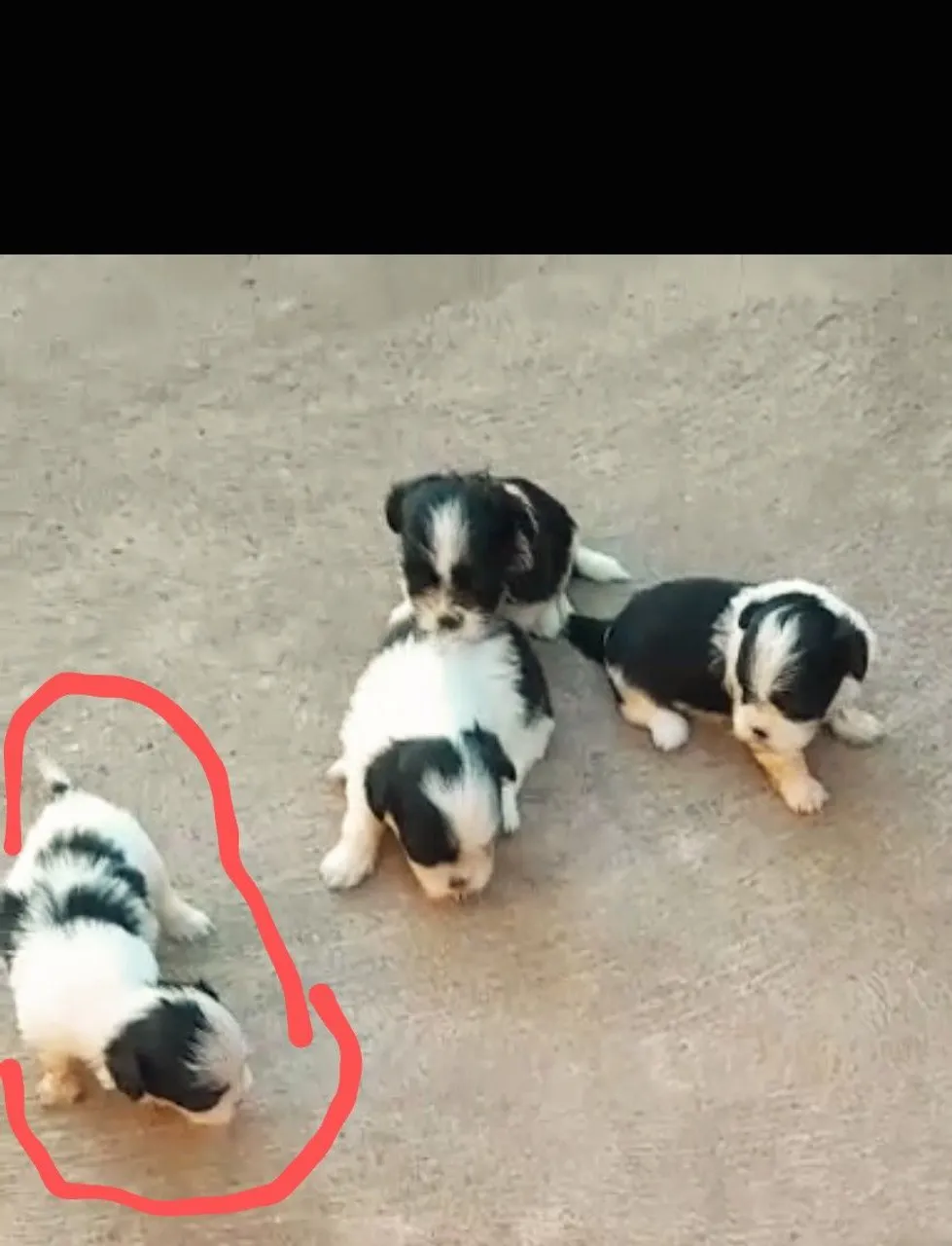 Filhotes Shih Tzu para adoção